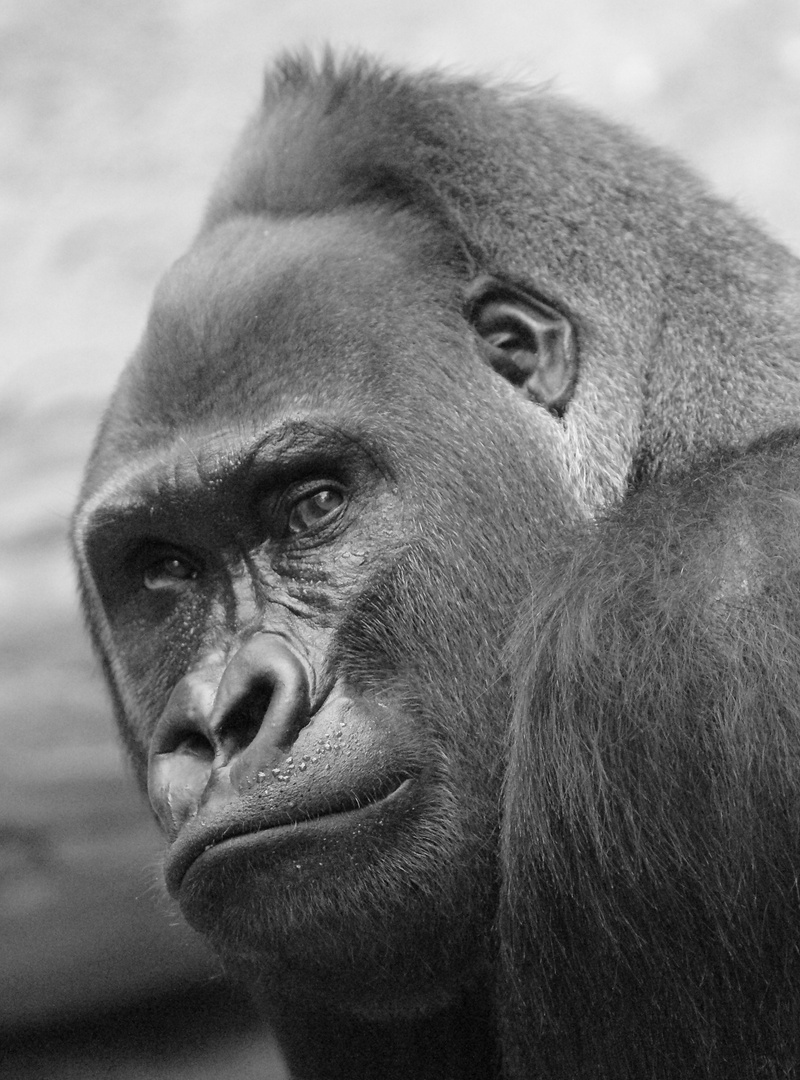 Gorilla Portrait