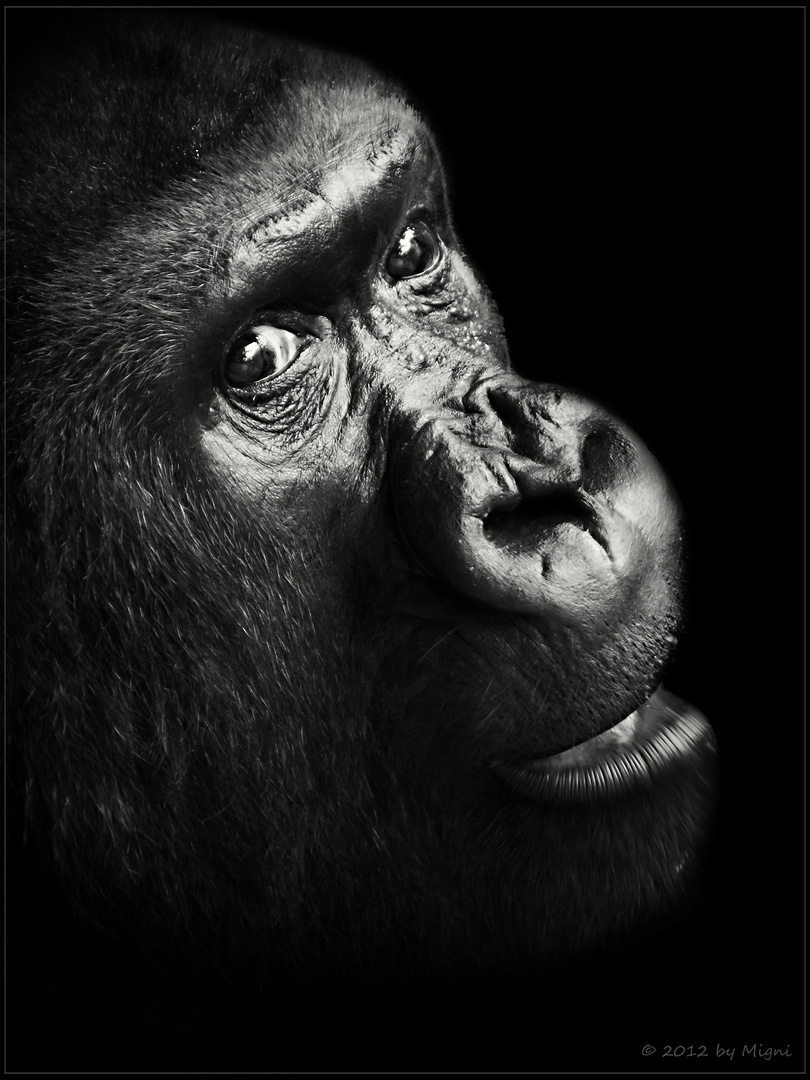 Gorilla Portrait