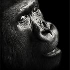 Gorilla Portrait