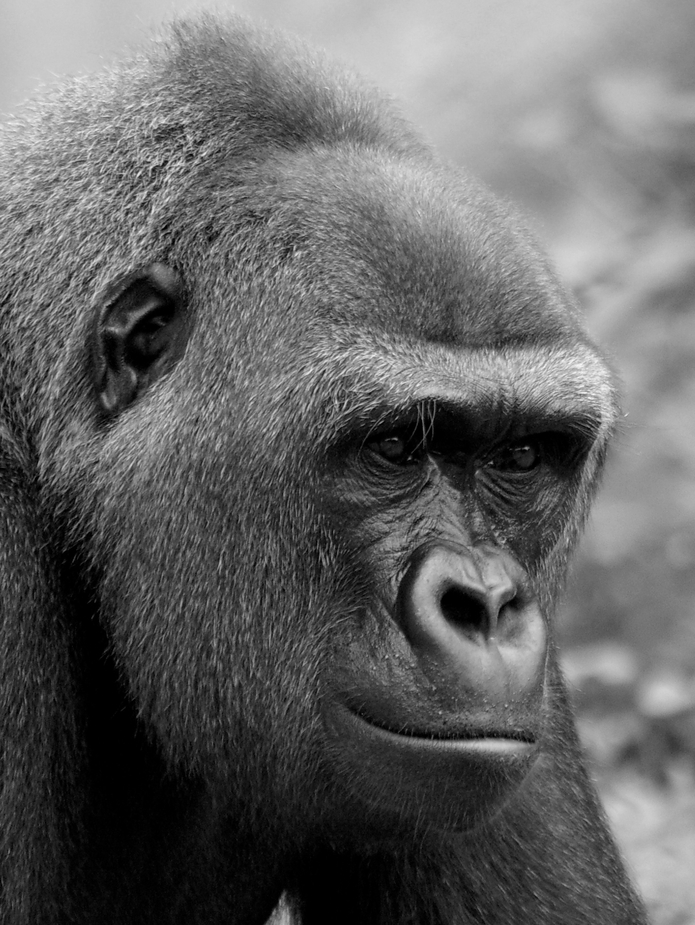 Gorilla-Portrait