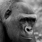 Gorilla-Portrait