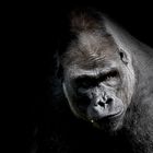 Gorilla portrait - CLK