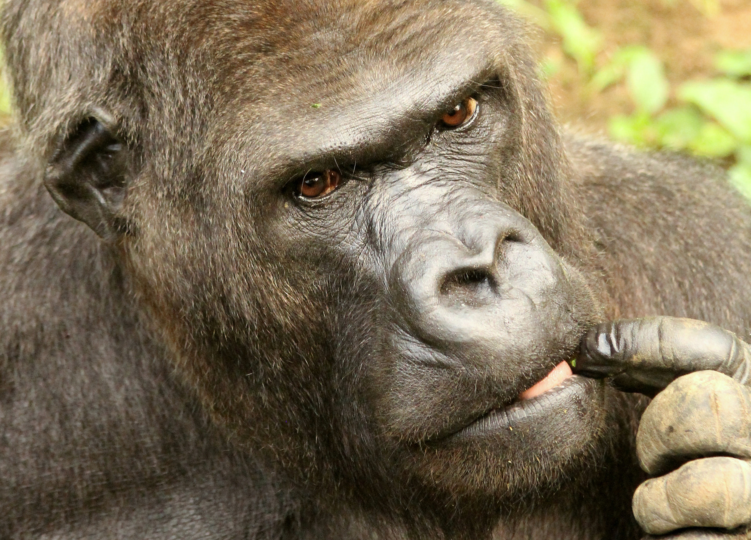 Gorilla Portrait IV