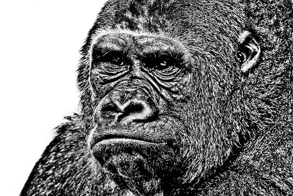 Gorilla Portrait SW 8c)