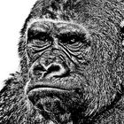 Gorilla Portrait SW 8c)