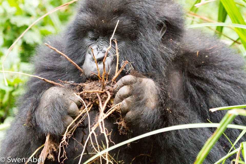 Gorilla Ruanda