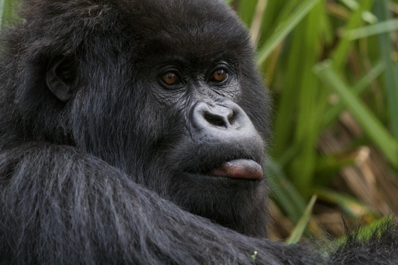 Gorilla Ruanda