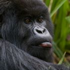 Gorilla Ruanda