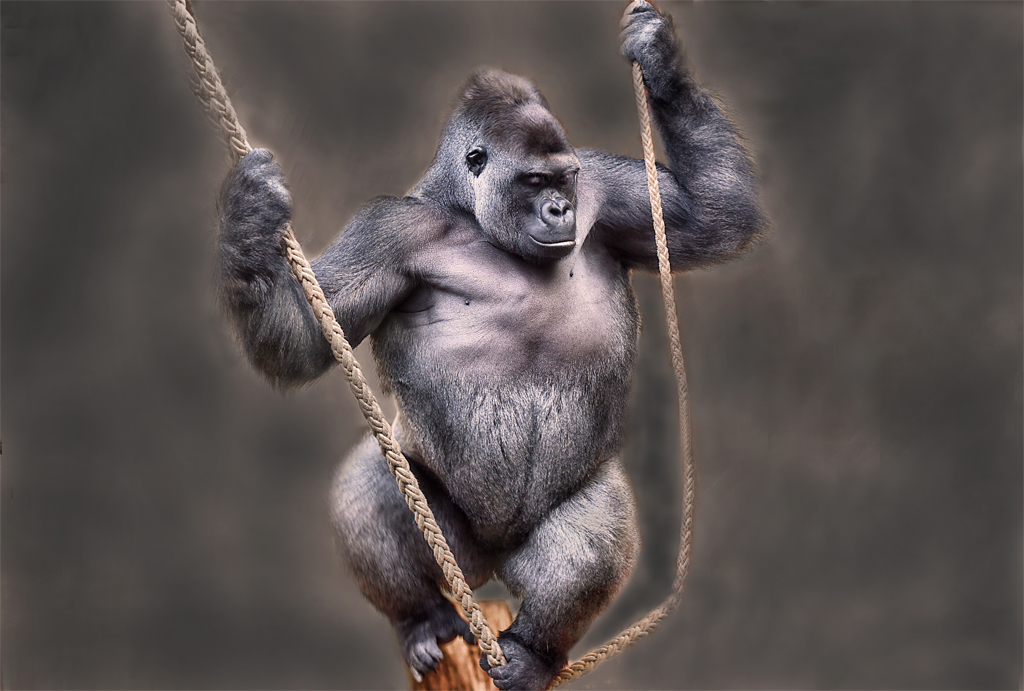  Gorilla Sango