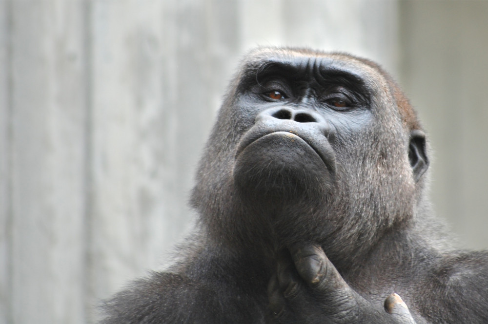 Gorilla - Schau mir in die Augen...