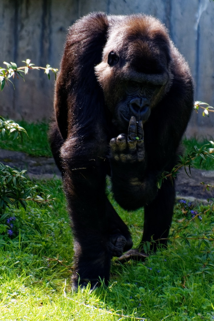 Gorilla ( Sielberrücken )