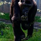 Gorilla ( Sielberrücken )