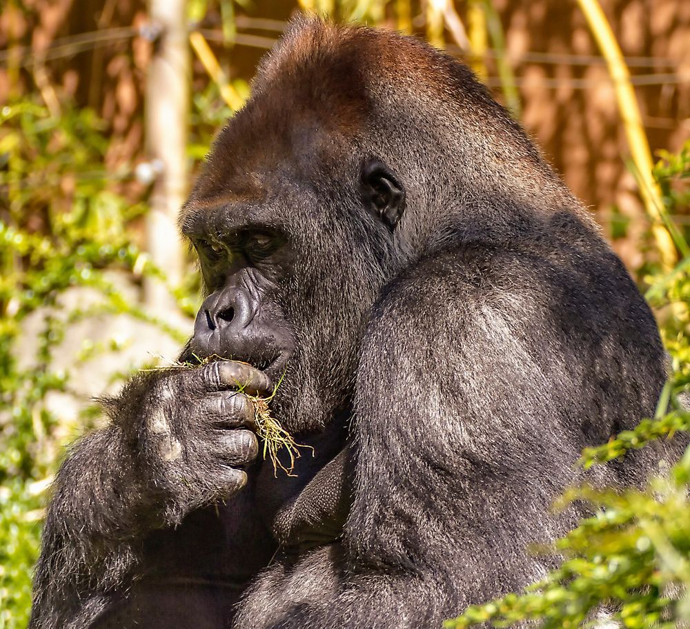 Gorilla-Silberrücken