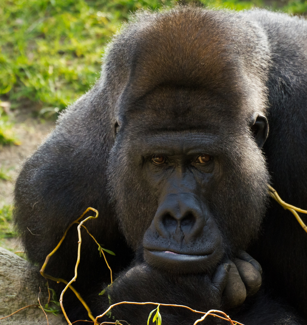 Gorilla / Silberrücken im Zoo Hannover