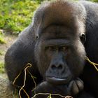 Gorilla / Silberrücken im Zoo Hannover