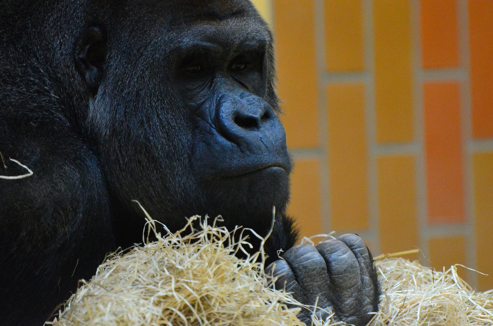 Gorilla "Silberrücken" Pesco...