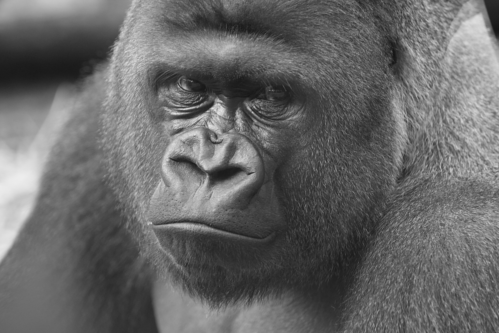 Gorilla Silberrücken schwarzweiss Foto &amp; Bild tiere, zoo