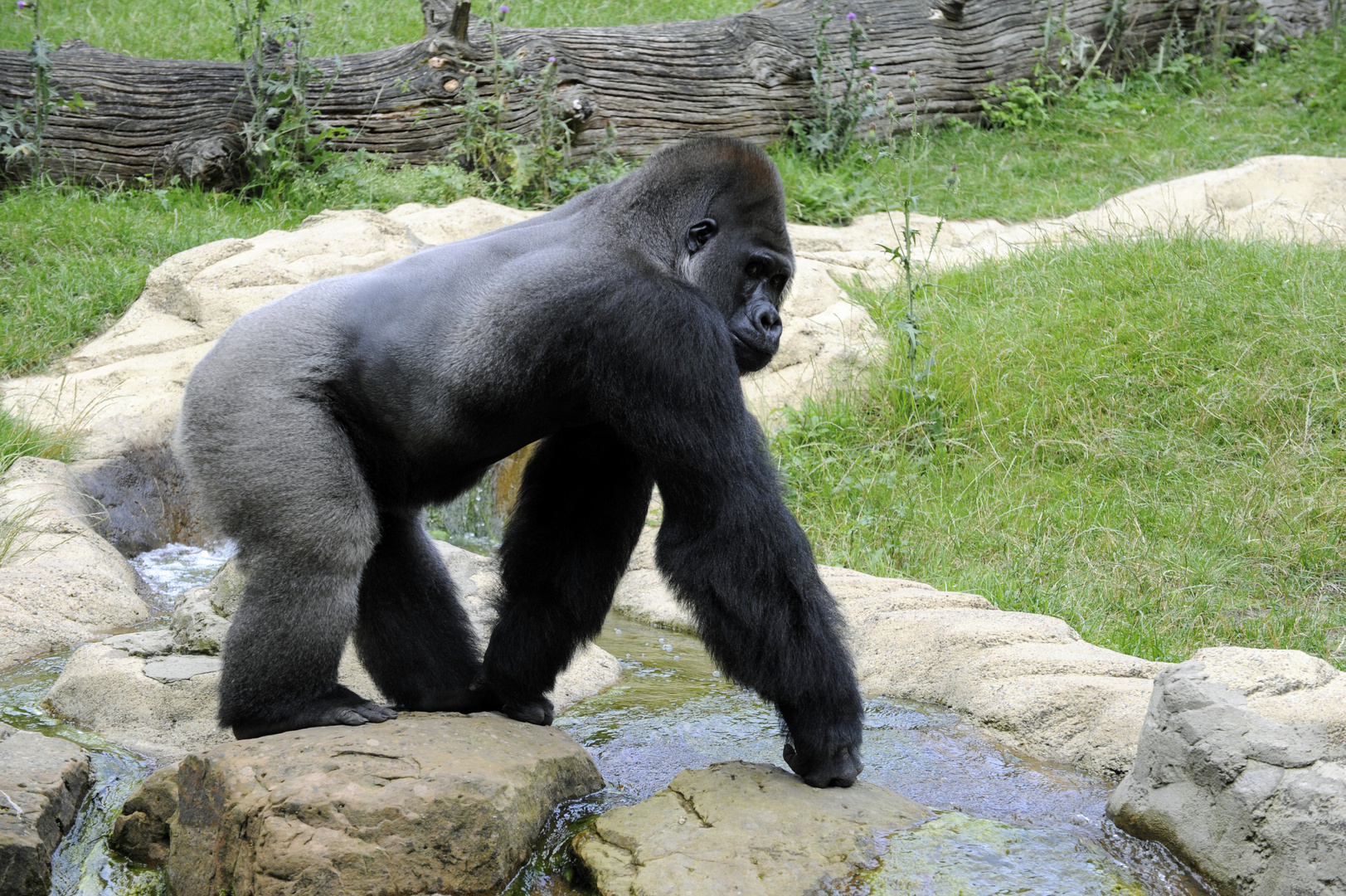 Gorilla Silberrücken überquert Bach