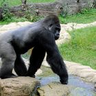 Gorilla Silberrücken überquert Bach