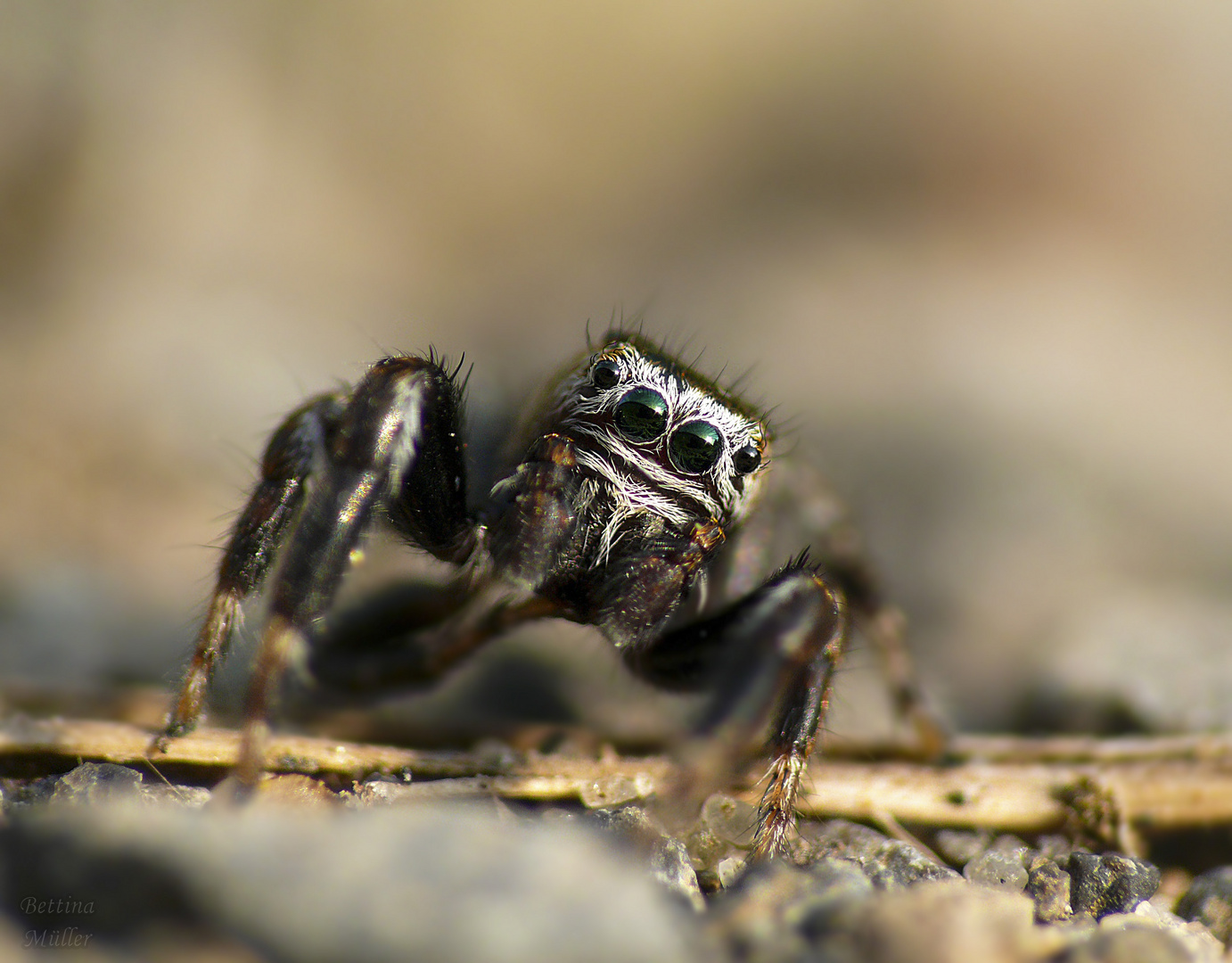 Gorilla-Springspinne - Evarcha arcuata (Männchen)