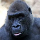 Gorilla sucht Blickkontakt