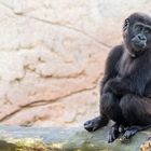 Gorilla Teeny