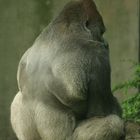 Gorilla thinking