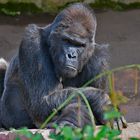 Gorilla - Tiergarten Nürnberg