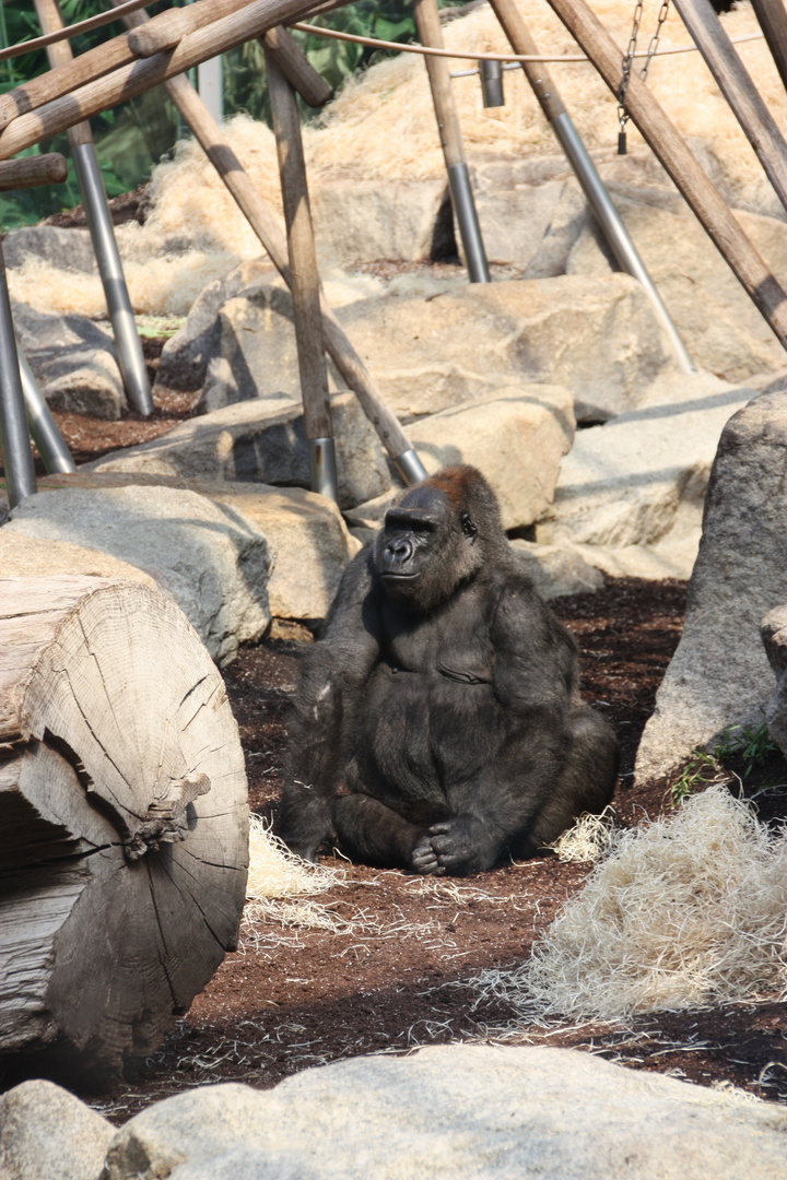 Gorilla (Tierpark Hellabrunn, München)