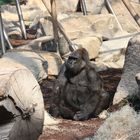 Gorilla (Tierpark Hellabrunn, München)