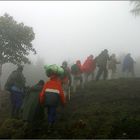 gorilla-trekking - Menschen im Nebel