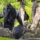 Gorilla-Truppe