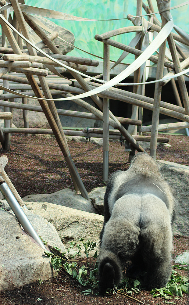 Gorilla von Hinten (Zoo München)