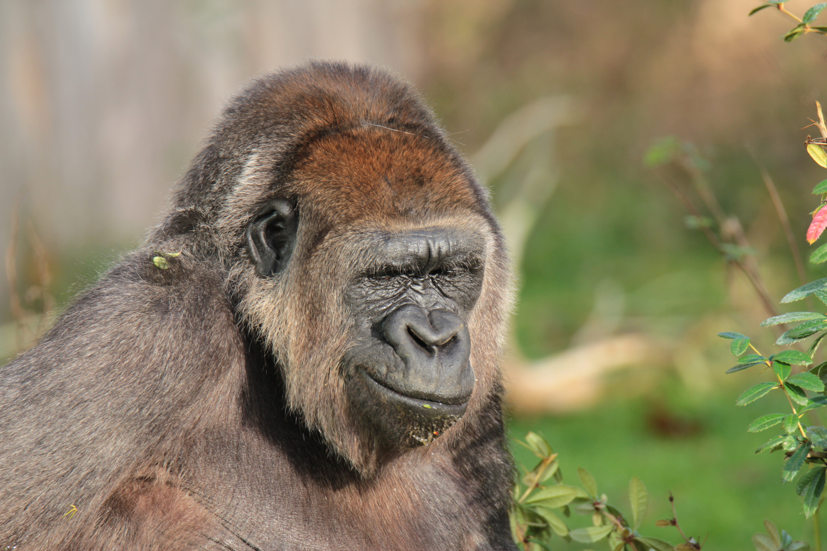 GORILLA - was bringt ihn wohl zum schmunzeln