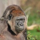 GORILLA - was bringt ihn wohl zum schmunzeln