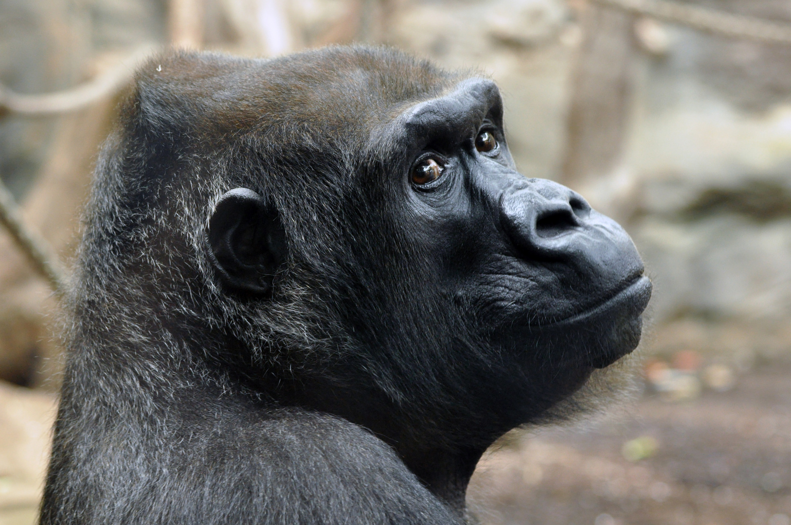 Gorilla - Weibchen im Frankfurter Zoo