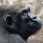 Gorilla - Weibchen im Frankfurter Zoo