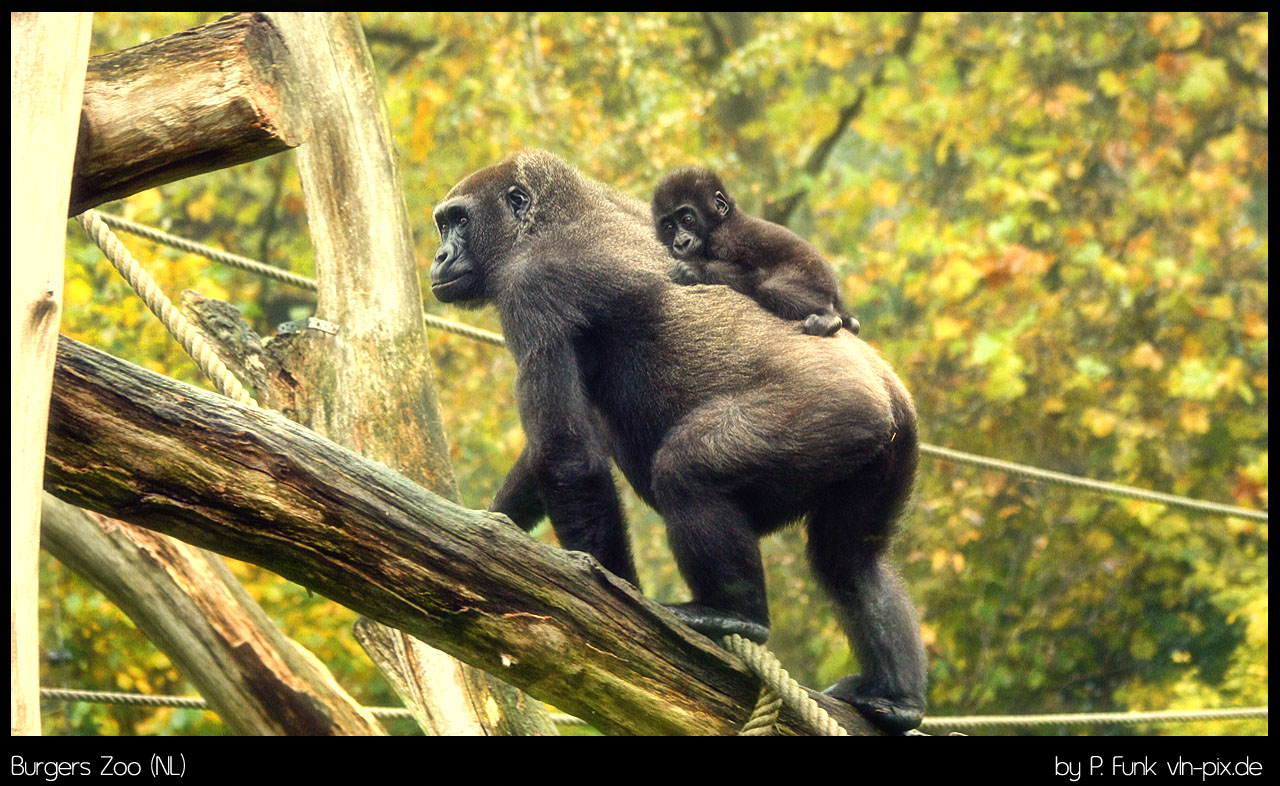 Gorilla Weibchen mit Jungtier