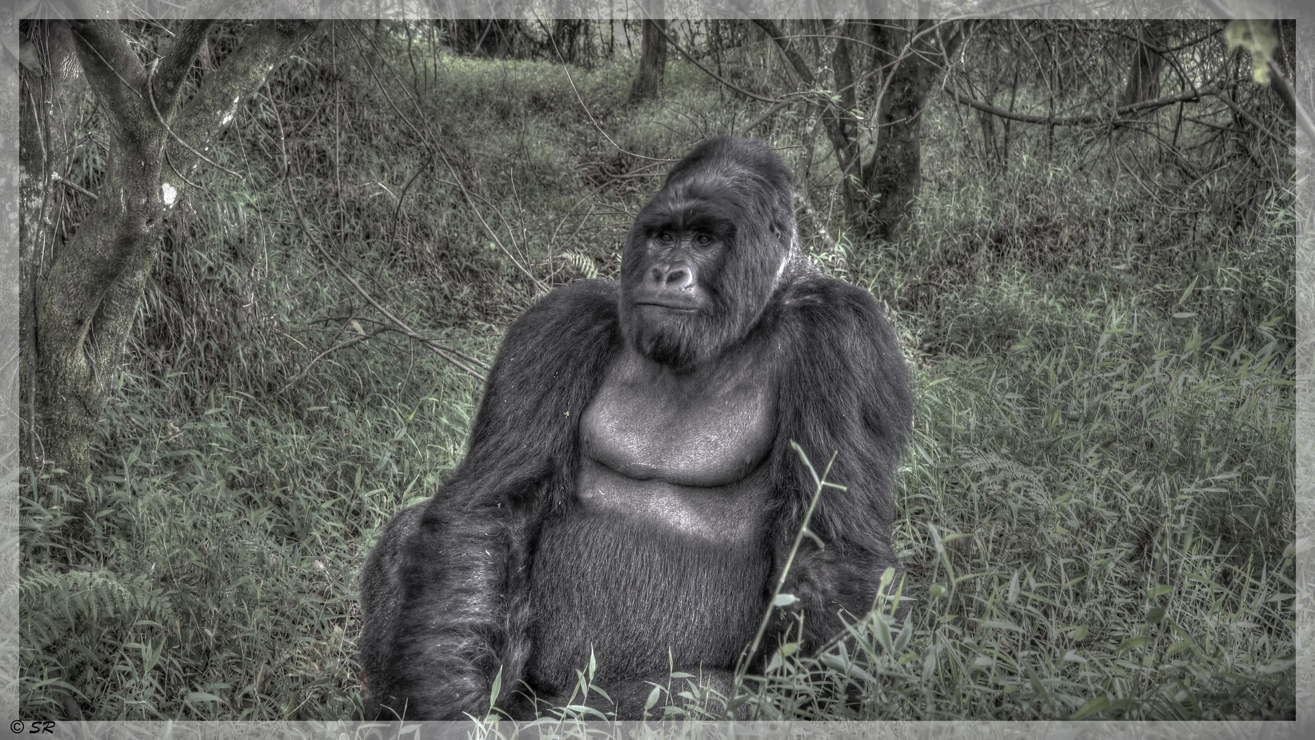 Gorilla Wildlife