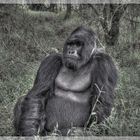 Gorilla Wildlife