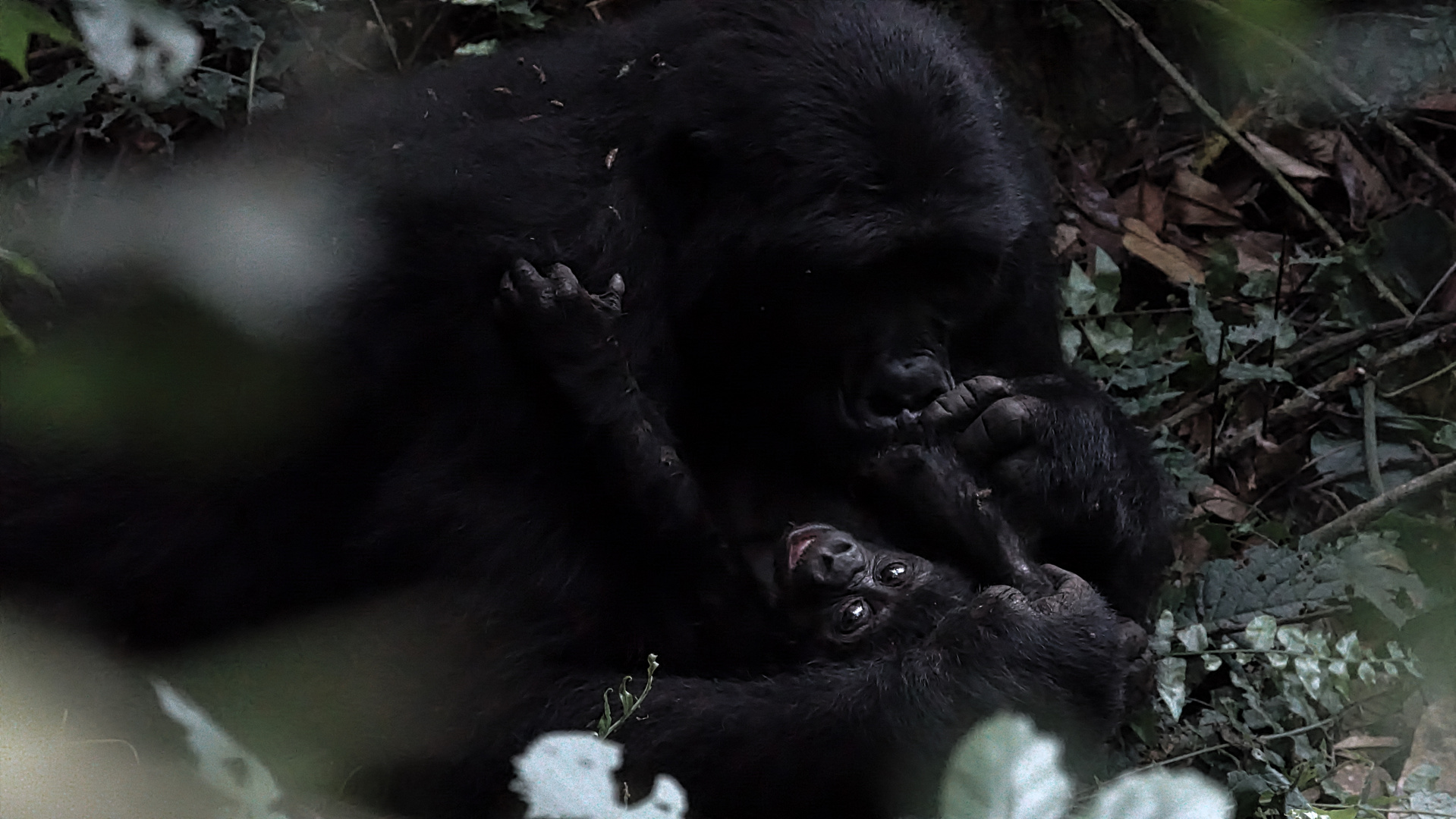 Gorilla Wildlife Berührungen 1