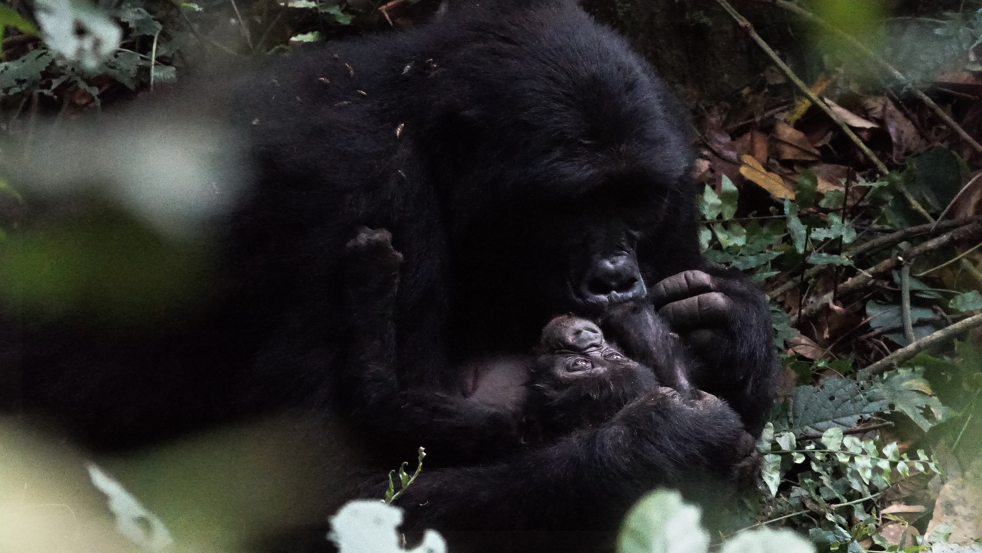 Gorilla Wildlife Berührungen 2