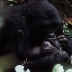 Gorilla Wildlife Berührungen 2