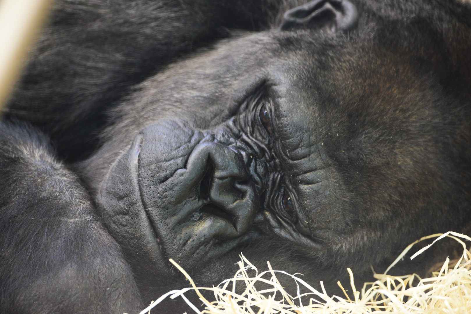 Gorilla, Wilhelma Stuttgart