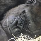 Gorilla, Wilhelma Stuttgart