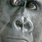 Gorilla Zoo Hannover