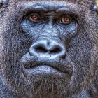 Gorilla1_095846-01 (1)