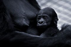 gorillababy