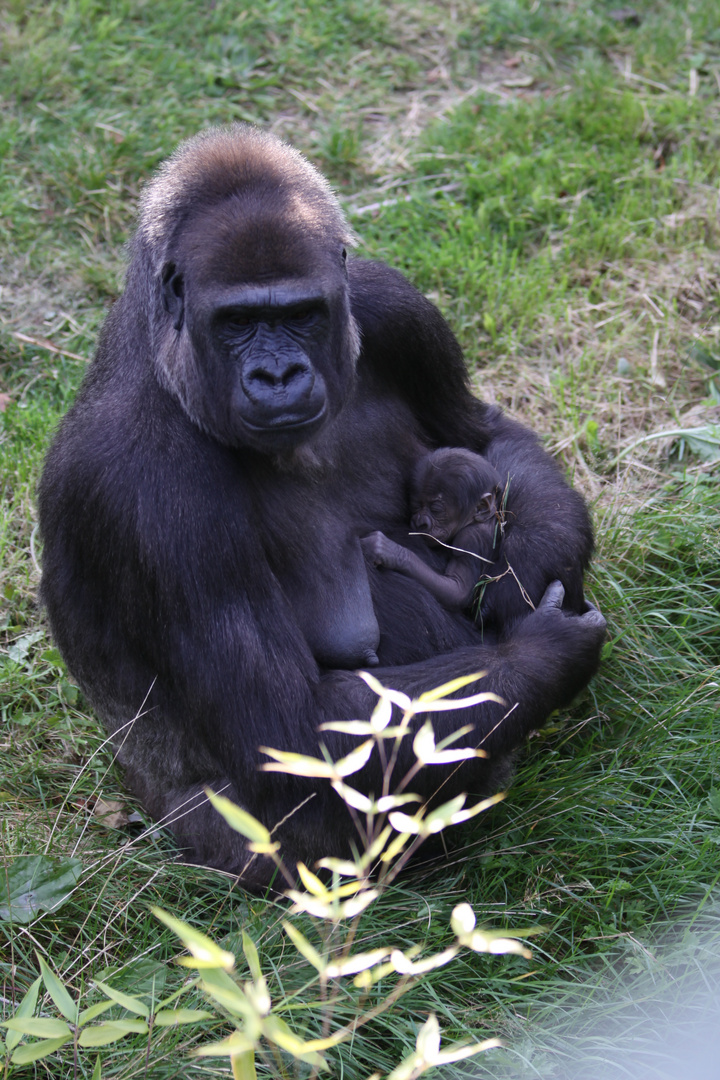 Gorillababy 6