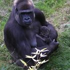 Gorillababy 6